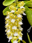 Aerides houlletiana fma. alba (Rare Form)