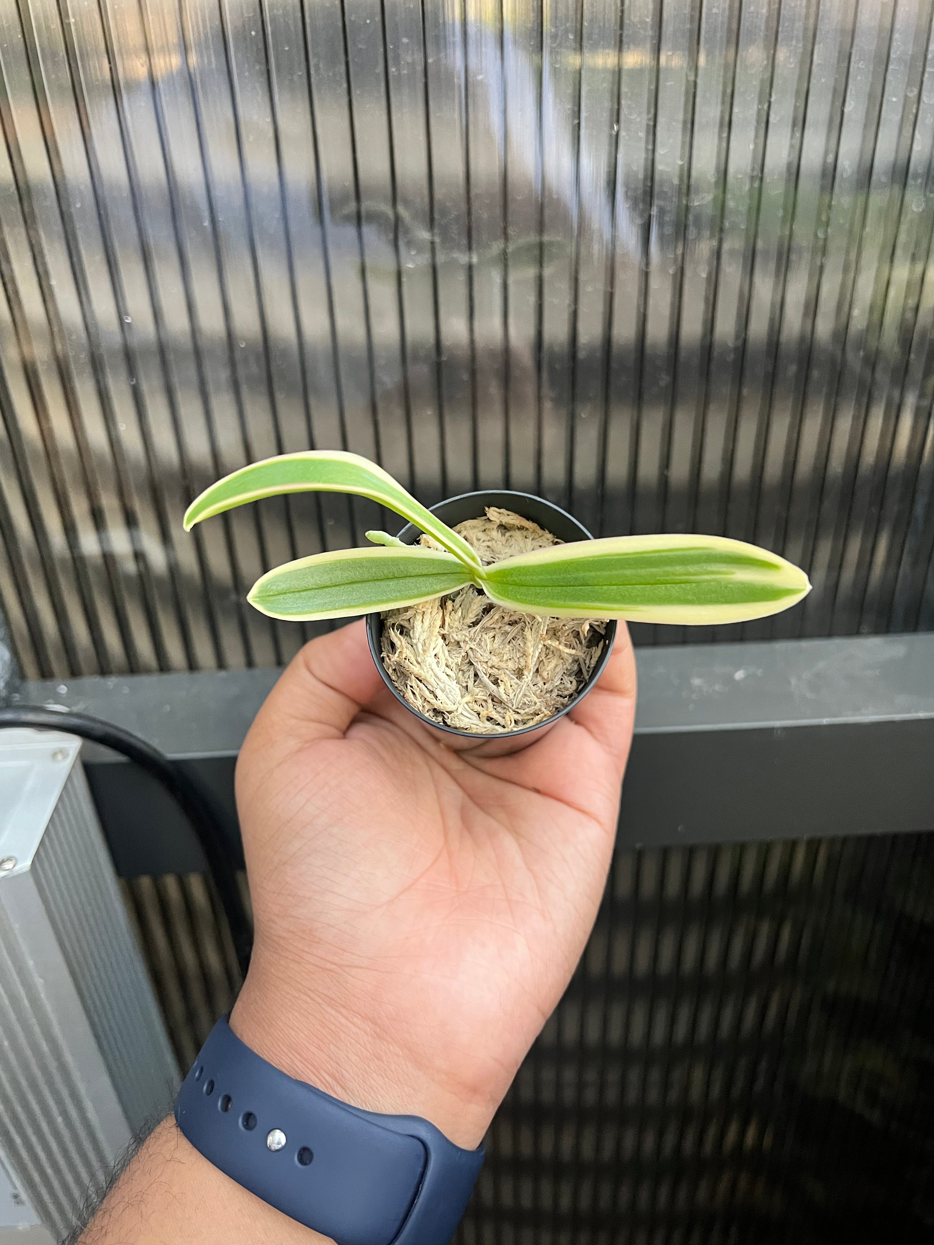 Phalaenopsis Chia E Lin Variegated Secondary image