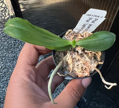 Phal. Javanica F. Alba x Phal. Yaphon Yellow Bomb