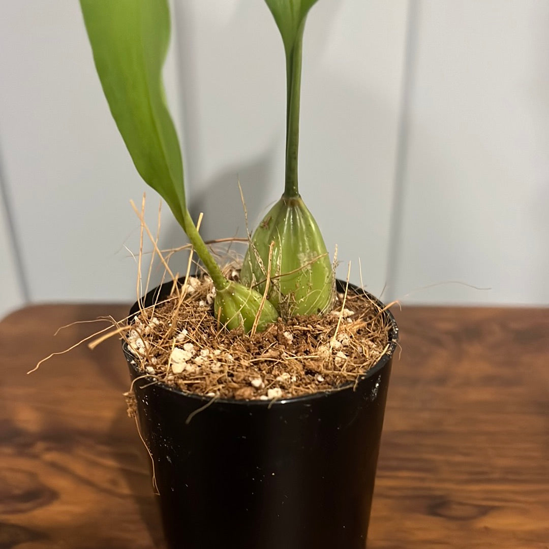 Stanhopea Jenischiana (Fragrant Species)