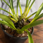 Cymbidium Tracyanum 'Eiffel Tower' x Cym. Death Wish 'Tiger Woods'