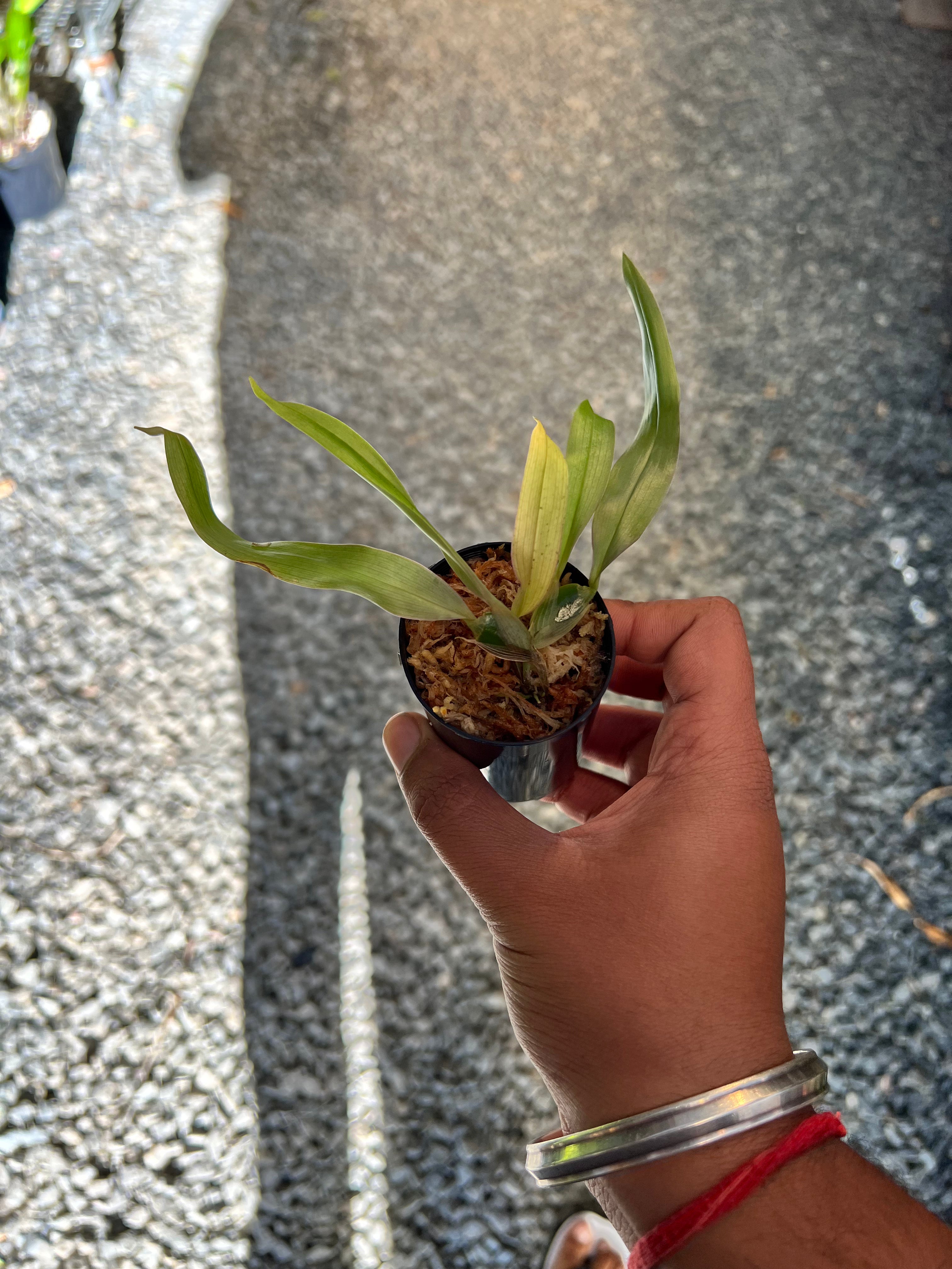 Dendrobium pseudolamellatum Secondary image