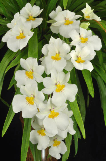 Miltoniopsis Rene Komoda “Pacific Clouds”