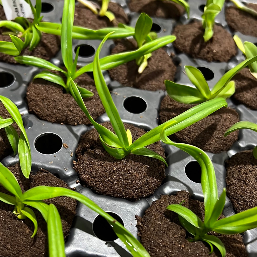 Vanda lindenii (RARE SPECIES) Secondary image