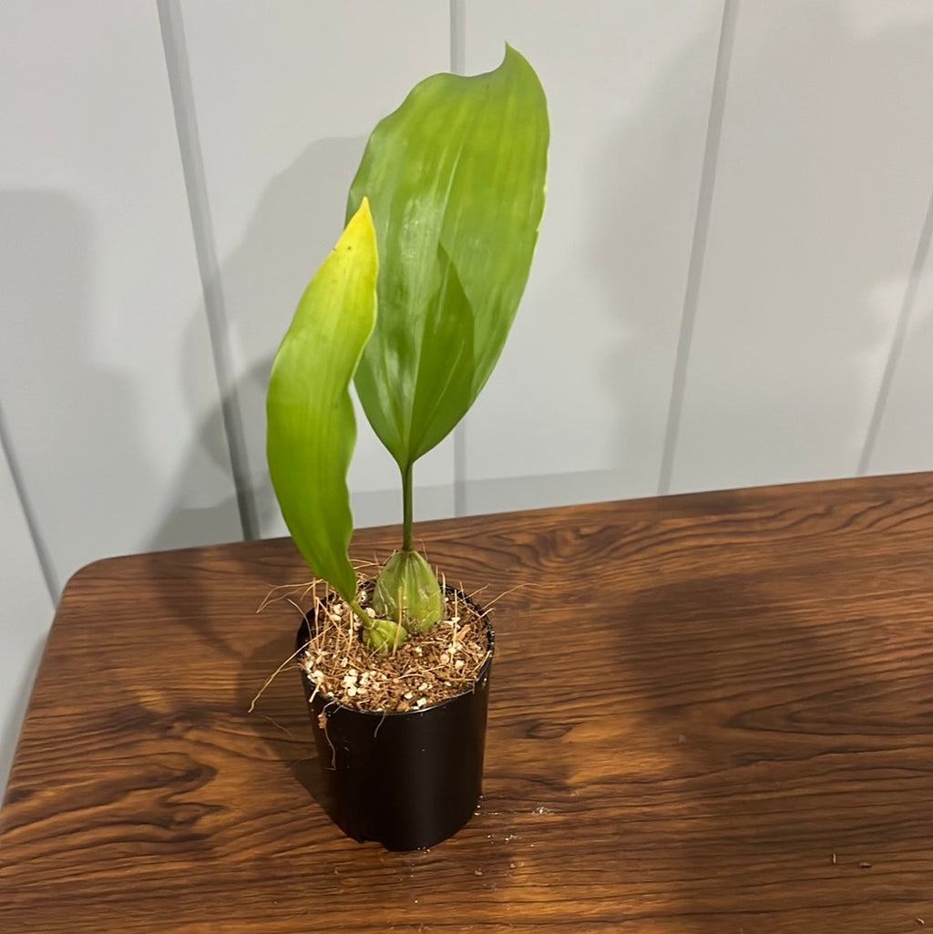 Stanhopea Jenischiana (Fragrant Species)