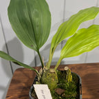 Stanhopea Graveolens (Fragrant)