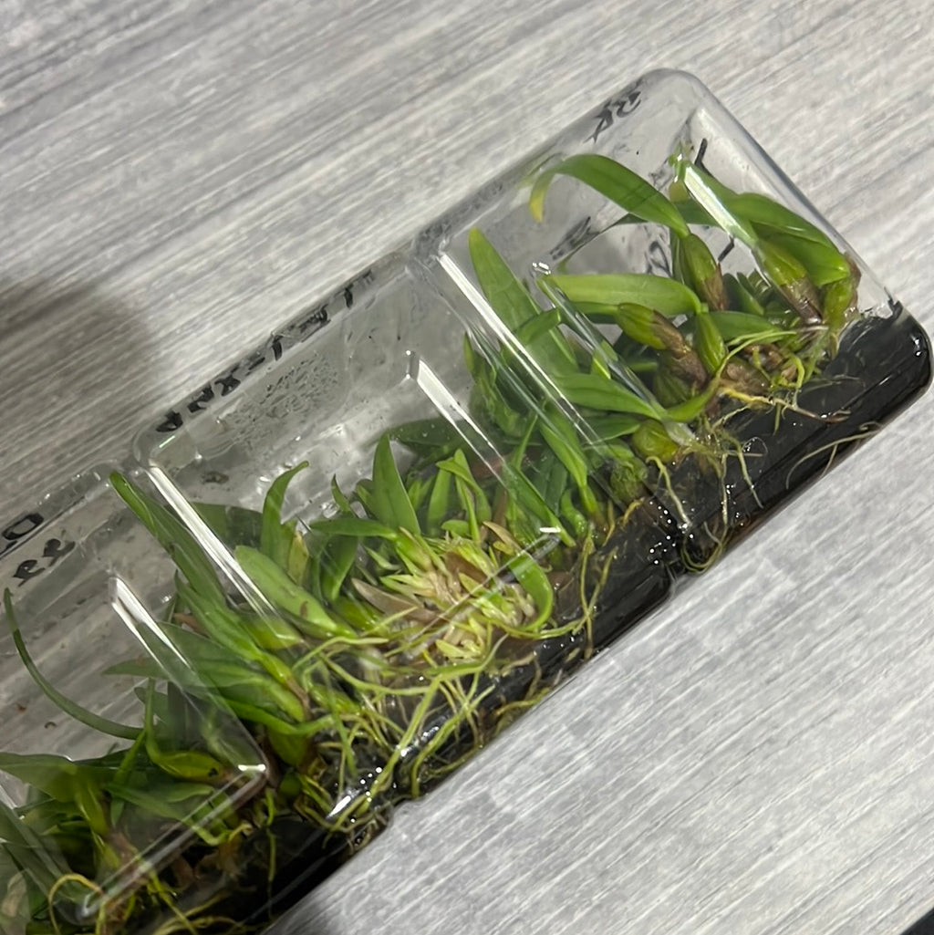 Bulbophyllum rothschildianum 'Red Chimney' (FLASK 40+ PLANTS)