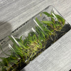 Bulbophyllum rothschildianum 'Red Chimney' (FLASK 40+ PLANTS)