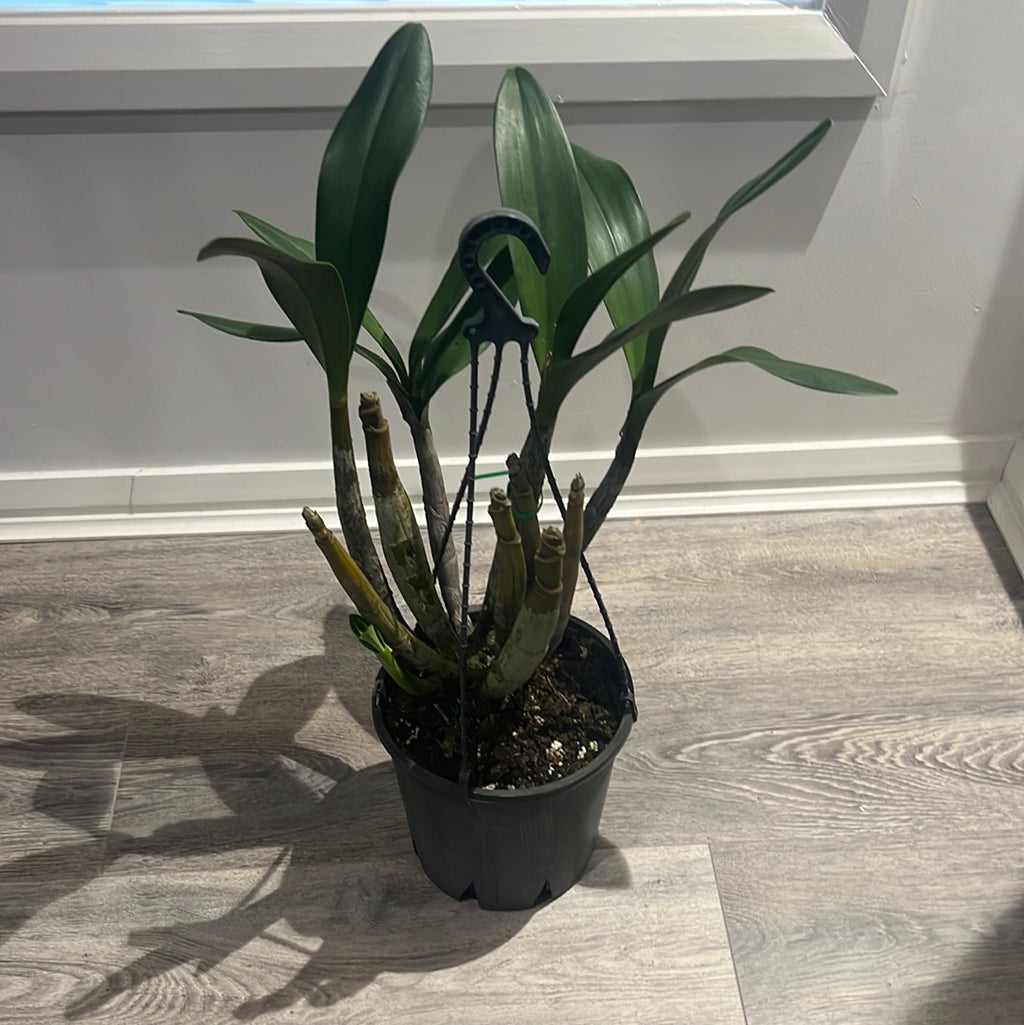 Dendrobium engae x Den. Speciosum var. Pedunculatum (Highly Fragrant)