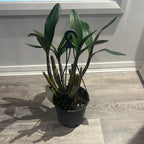 Dendrobium engae x Den. Speciosum var. Pedunculatum (Highly Fragrant)