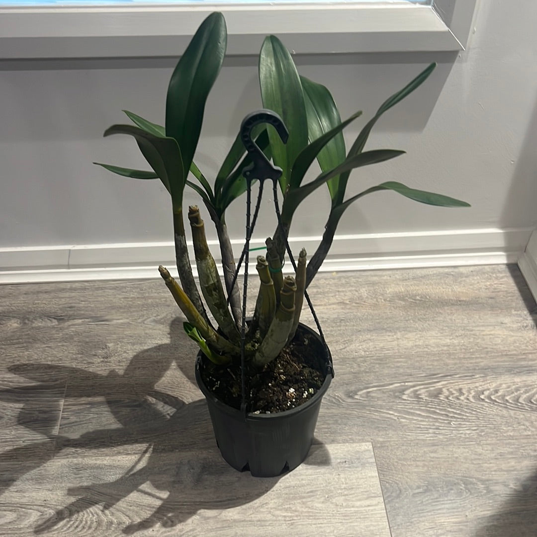 Dendrobium engae x Den. Speciosum var. Pedunculatum (Highly Fragrant)