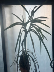 Vanda sanderiana (LARGE FLOWERING SIZE)