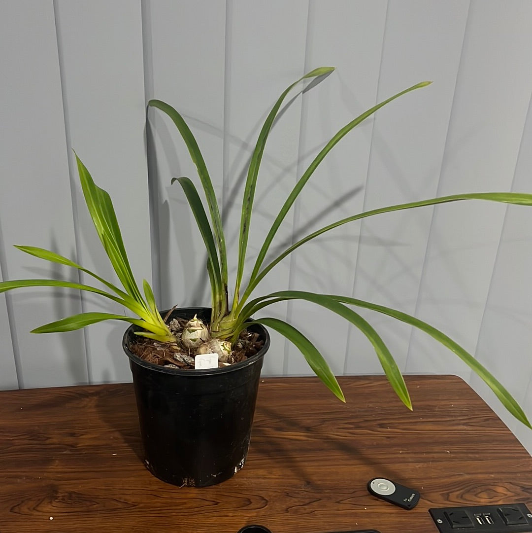 Cymbidium Kiss Rose X Death Wish Spanish Fly