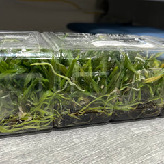 Dendrobium lamellatum (FLASK 40+ Seedlings)