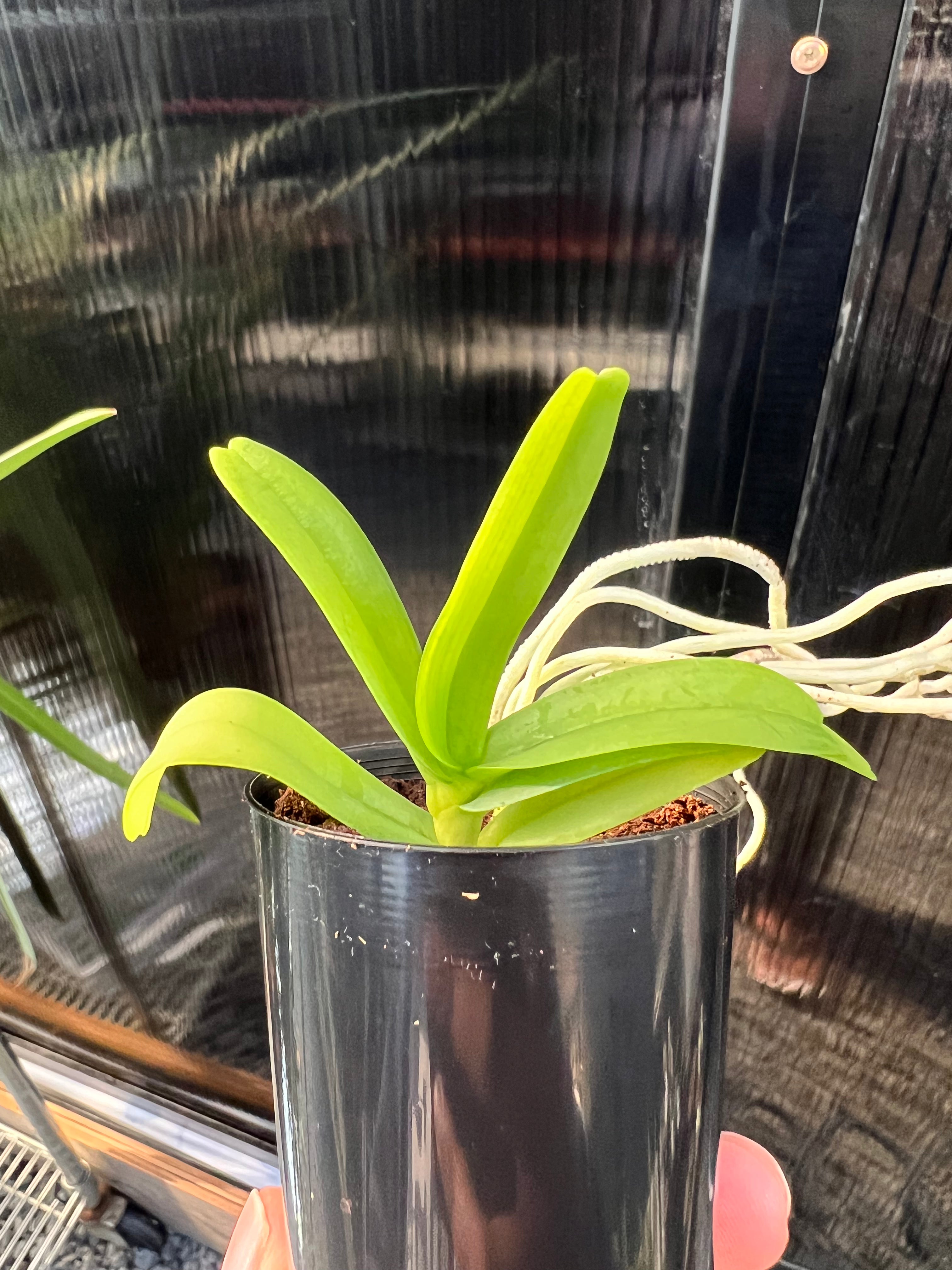Smitinandia micrantha (Orchid Species) Secondary image