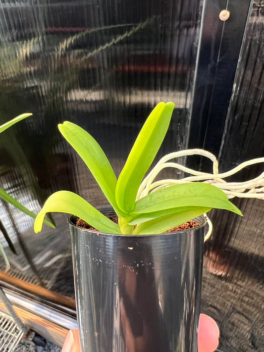 Smitinandia micrantha (Orchid Species)