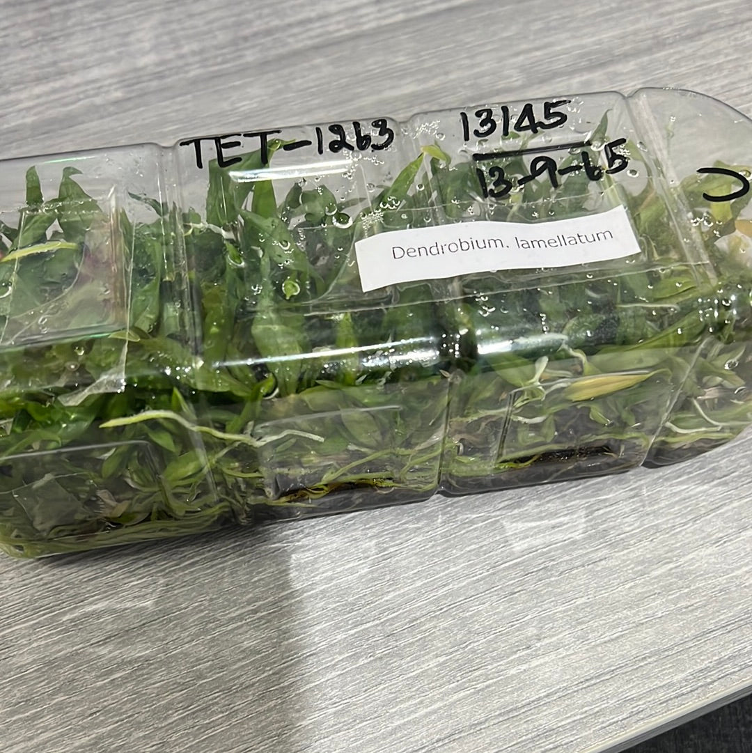 Dendrobium lamellatum (FLASK 40+ Seedlings) Secondary image