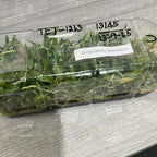 Dendrobium lamellatum (FLASK 40+ Seedlings)