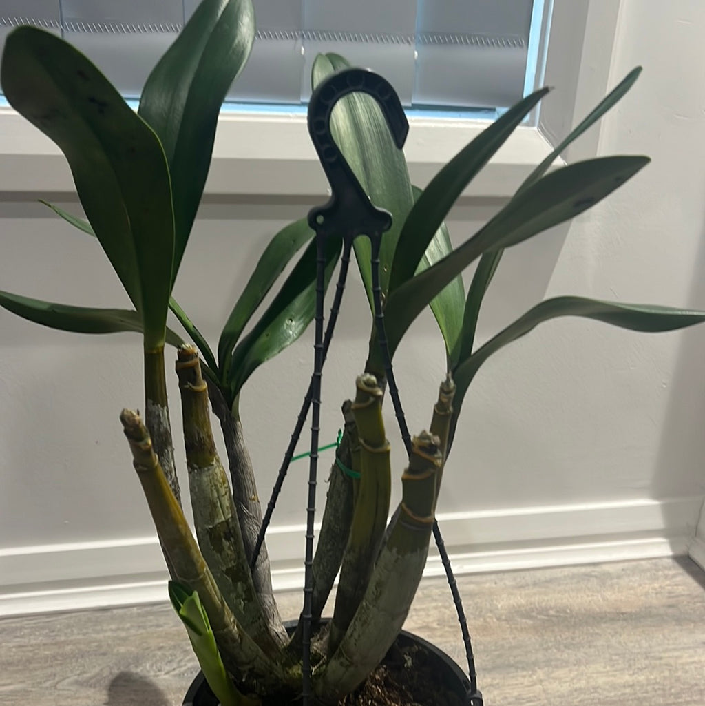 Dendrobium engae x Den. Speciosum var. Pedunculatum (Highly Fragrant)