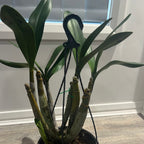 Dendrobium engae x Den. Speciosum var. Pedunculatum (Highly Fragrant)