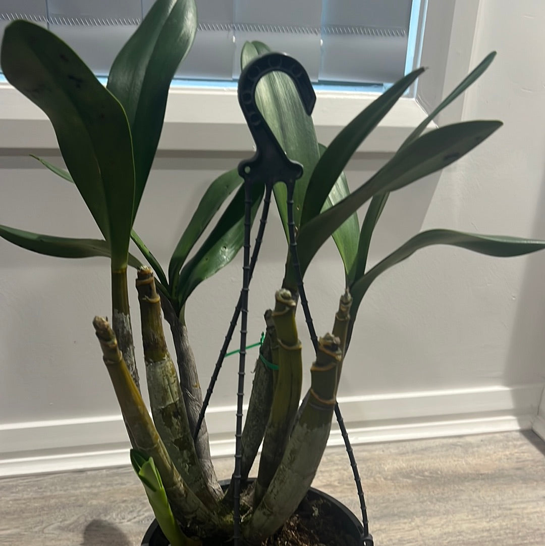 Dendrobium engae x Den. Speciosum var. Pedunculatum (Highly Fragrant)