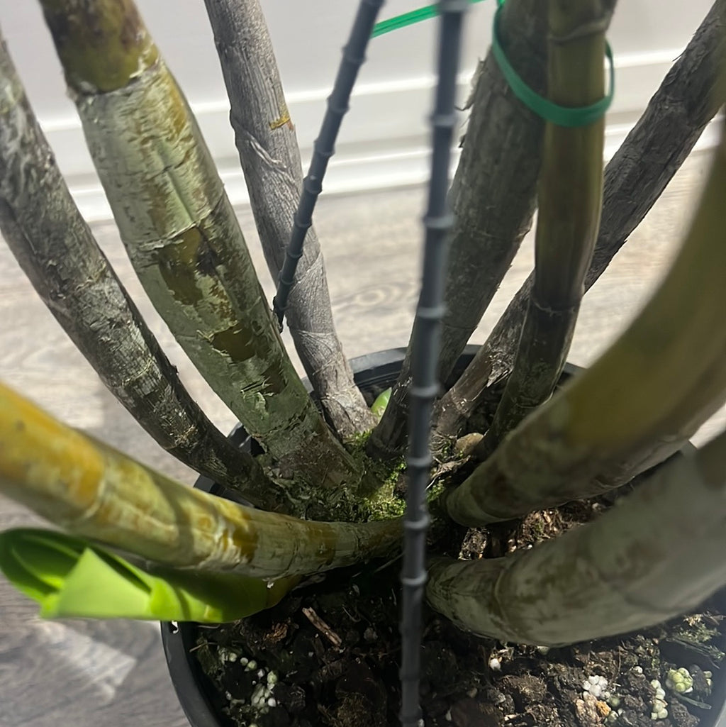 Dendrobium engae x Den. Speciosum var. Pedunculatum (Highly Fragrant)