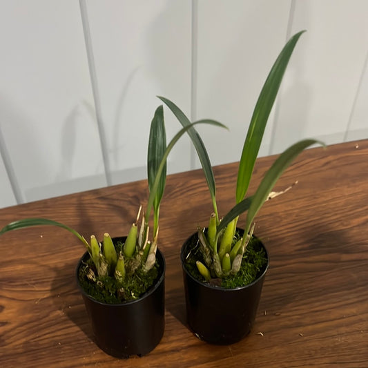 Dendrochilum cootesii ( Highly Fragrant)