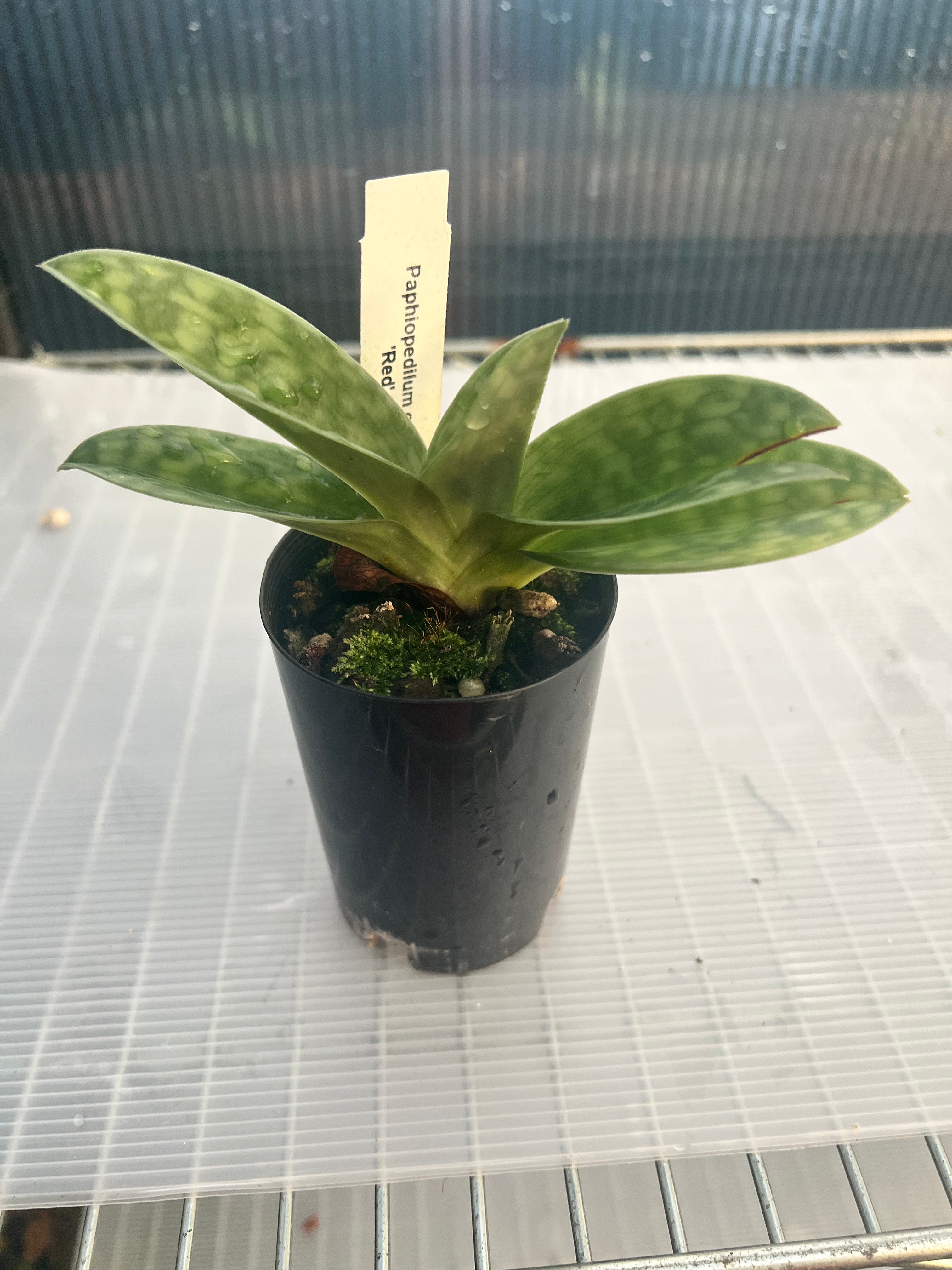 Paphiopedilum callosum Red