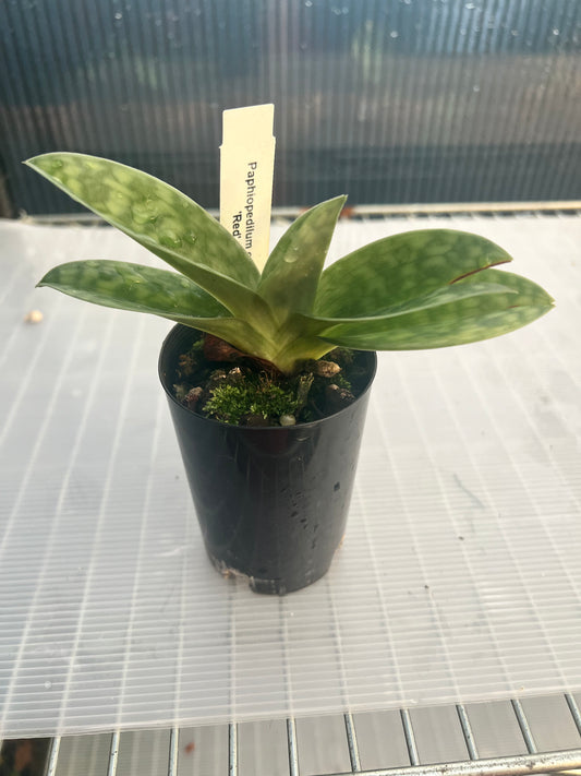 Paphiopedilum callosum Red