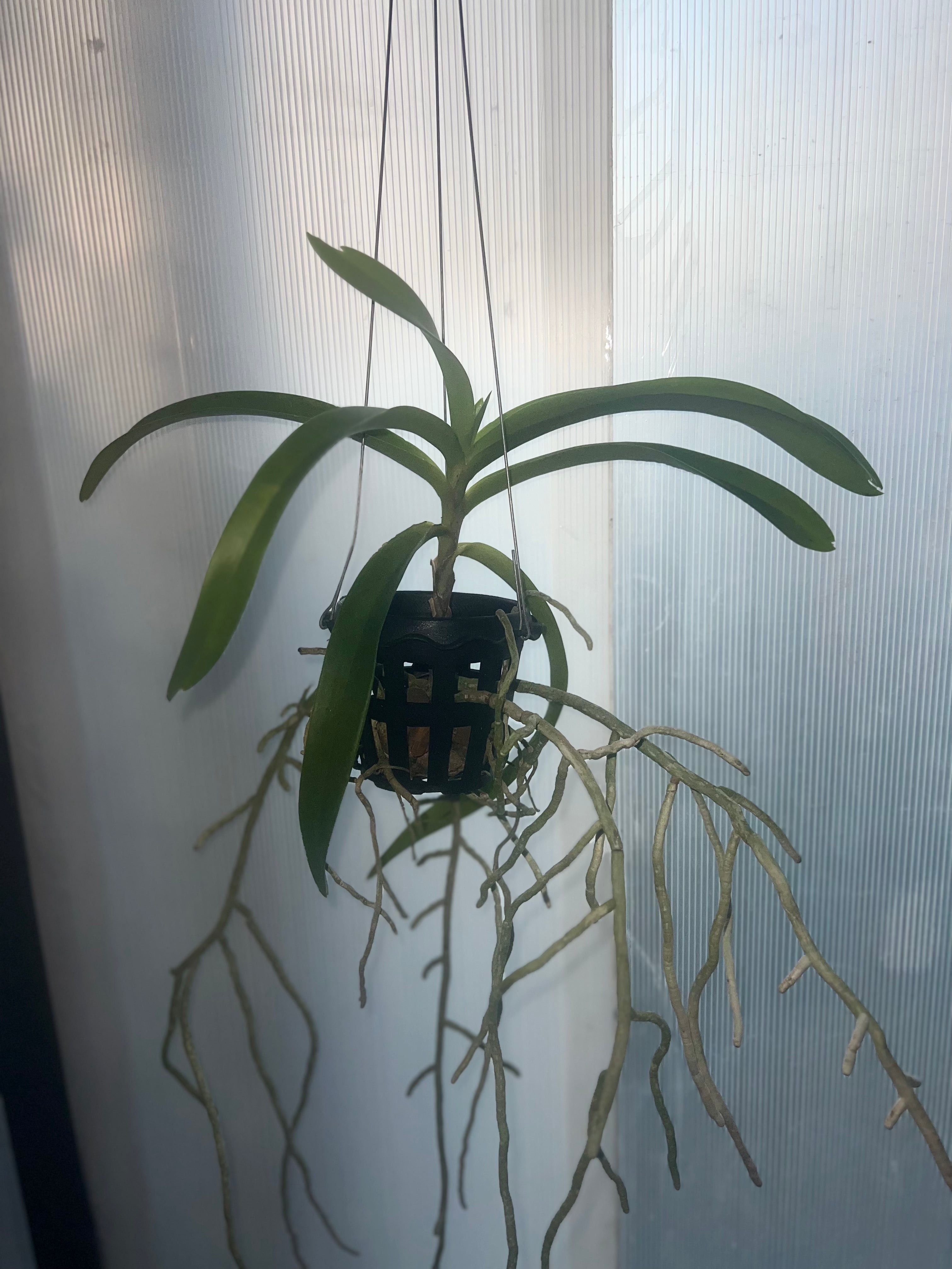 Vanda bensonii (LARGE FLOWERING SIZE) Secondary image