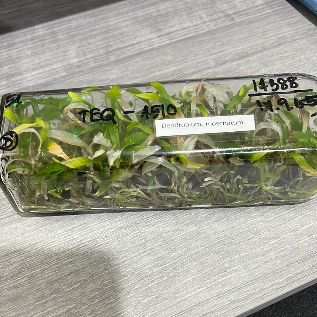 Dendrobium moschatum (FLASK WITH 40+ SEEDLINGS) Secondary image