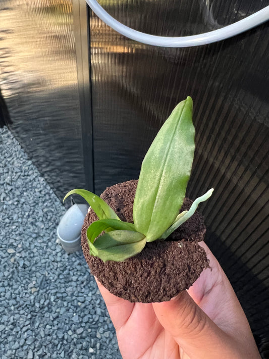 Robiquetia aberrans (syn. Malleola baliensis)