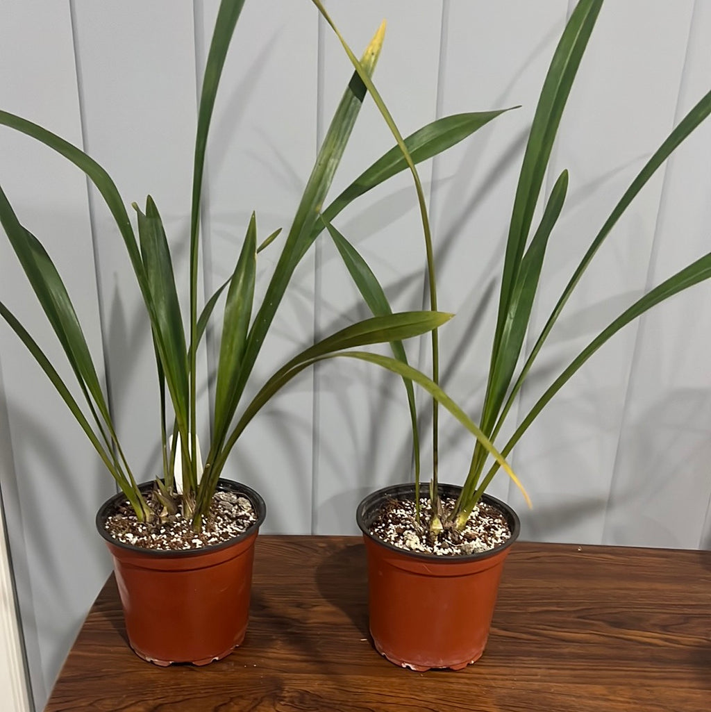 Cymbidium Devon Railway 'Floral Explosion'