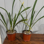 Cymbidium Devon Railway 'Floral Explosion'