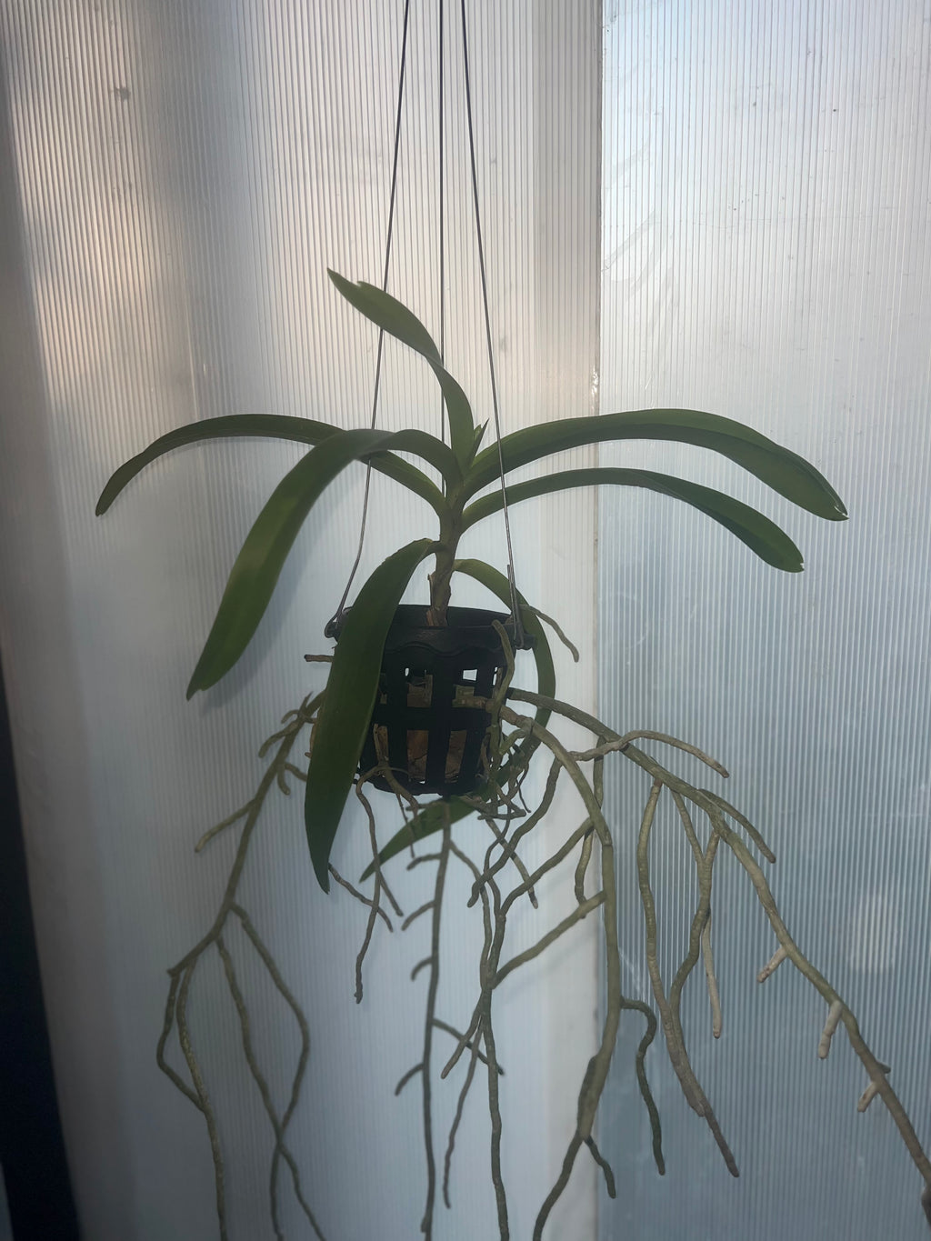 Vanda bensonii (LARGE FLOWERING SIZE)