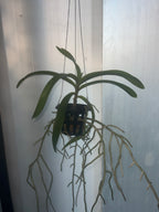 Vanda bensonii (LARGE FLOWERING SIZE)