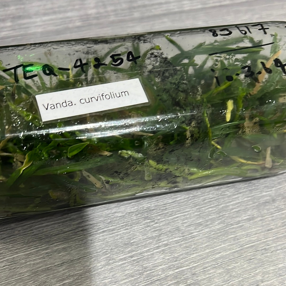 Ascocentrum curvifolium (FLASK OF 30-40 SEEDLINGS) Secondary image
