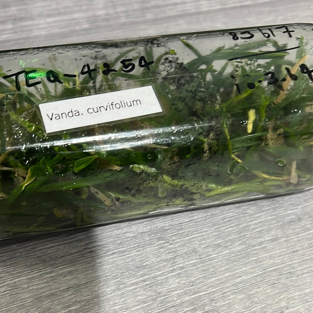 Ascocentrum curvifolium (FLASK OF 30-40 SEEDLINGS)