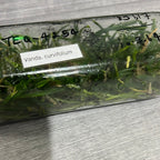 Ascocentrum curvifolium (FLASK OF 30-40 SEEDLINGS)
