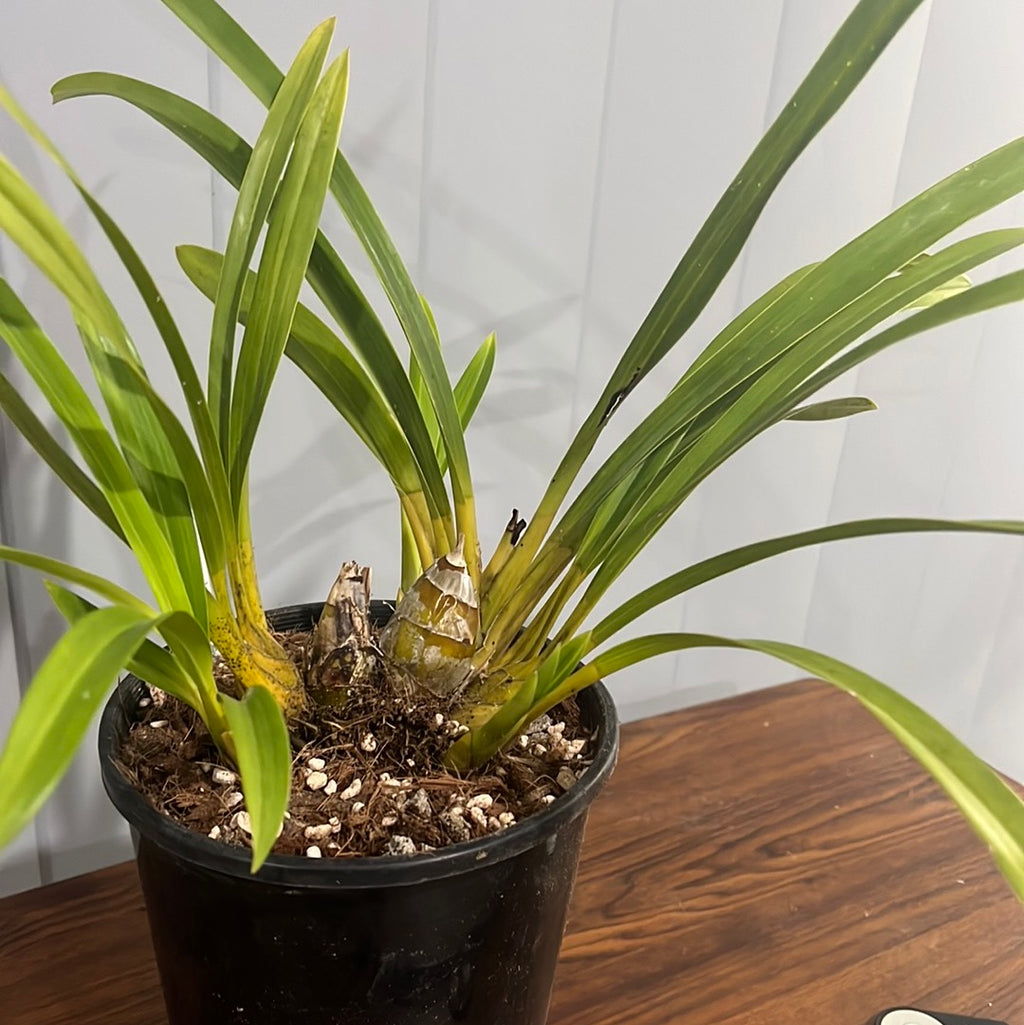Cymbidium Death Wish "Tiger Tail" x Death Wish "El Carnival"