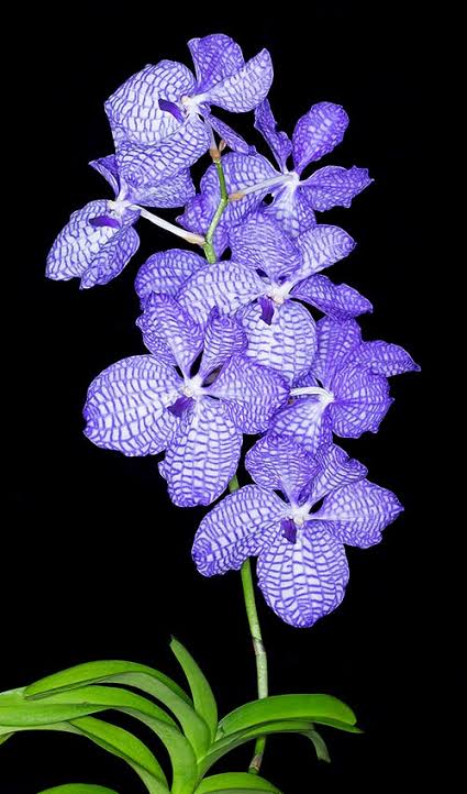 Vanda Coerulea