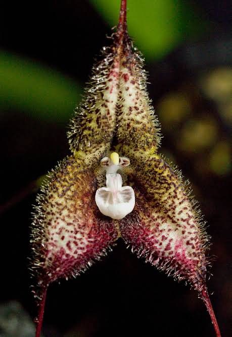 Dracula woolwardiae (Ecuador) Main image