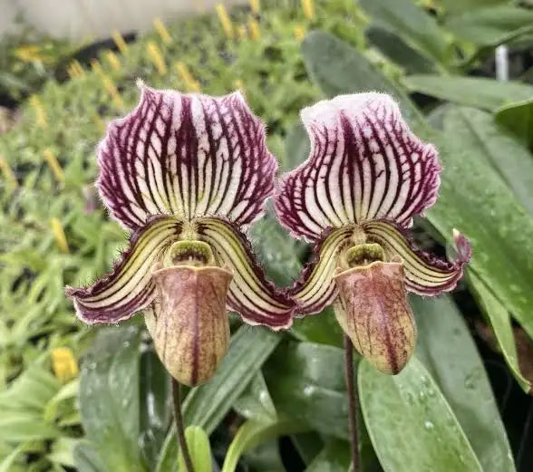 Paphiopedilum fairrieanum (Flask - Conical, ex Taiwan) Main image