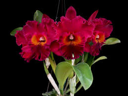 Rlc. Subprasert Red MC Main image