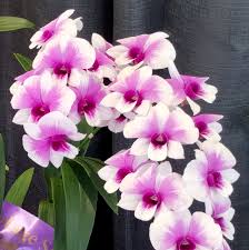 Dendrobium Yaya Victoria 4N MC Main image