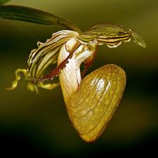 Paph.ooii x sanderianum (Multifloral) Secondary image
