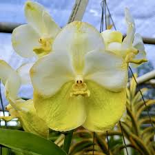 Vanda Noppon Gold x Rhynchostylis coelestis (MC)