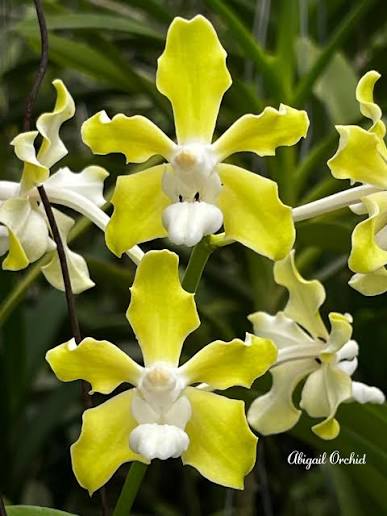 Vanda tessellata var alba x Vanda jim longwell Main image