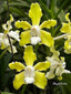 Vanda tessellata var alba x Vanda jim longwell