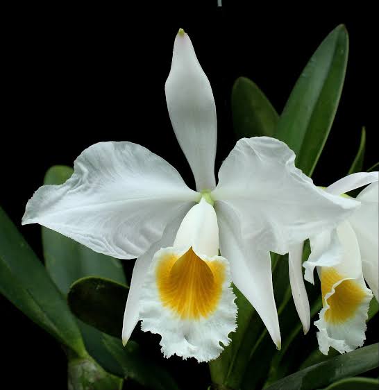 Cattleya eldorado f. concolor x f. alba